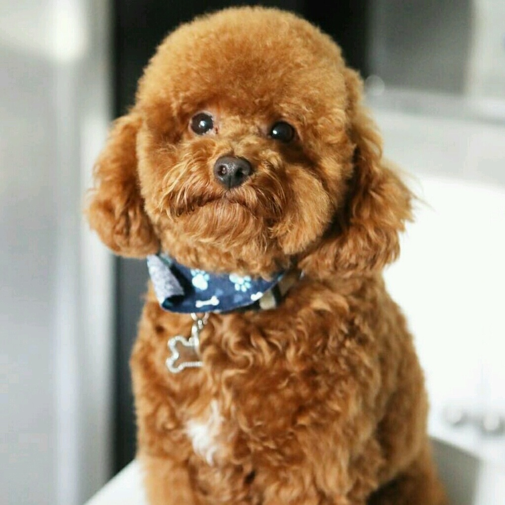 Meet your Posher, Diamond